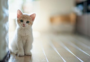 "Мысық балаң болмасын деп тілейді" деген түсініктің негізі бар ма?