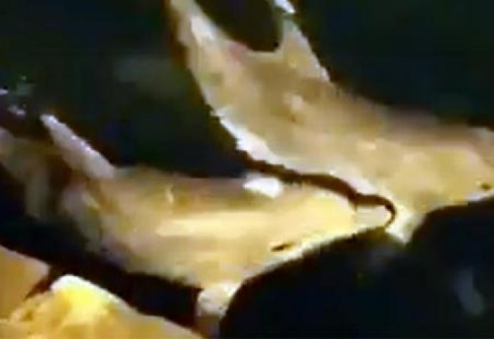 Ортакей мешітінің жанында делфиндер жүзіп жүр (видео)