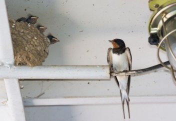 Паромға ұя салған қарлығаштар