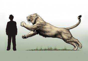 Кости на дороге