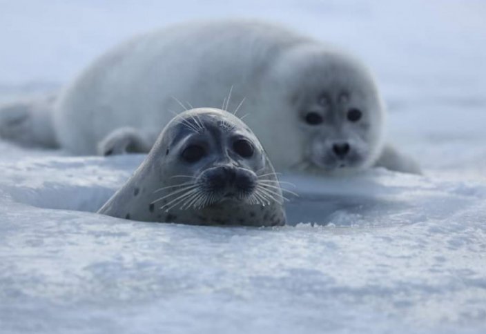В Казахстане приняли решение по каспийским тюленям. В Казахстане запущен проект по сохранению джейранов
