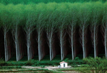 Благодаря Китаю и Индии Земля стала экологичнее, чем 20 лет назад (фото+видео)