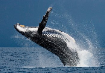 Киттердің жемтігін аулаудағы айласы (видео)