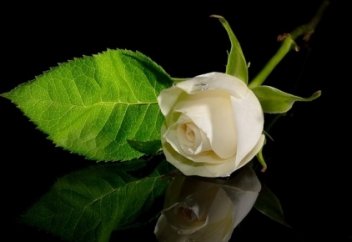 ЖАҚСЫЛЫҚТЫ БАҒАЛАМАУ ӘЙЕЛ АДАМҒА ТӘН СИПАТ ПА?