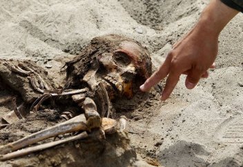 Современные живые существа, а также их останки