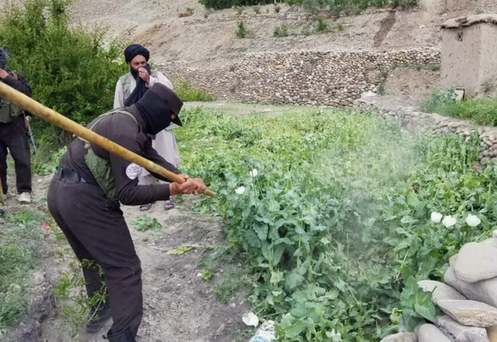 Власти Афганистана заявляют о прекращении выращивания наркотиков в стране