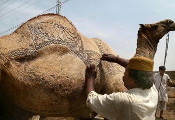 Түйе шаштаразы (фото+видео)