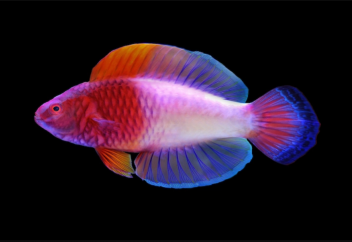 Жынысын өзгерте алатын өзгеше балық табылды