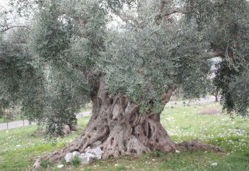 Маңғыстауда Құранда аты аталатын өсімдік өсірілуі мүмкін