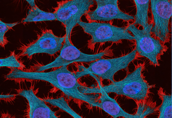 Обырға қарсы киллер жасушалардан арнайы жасақ пайда болады
