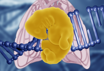 Ана құрсағындағы шақалақтың генін редакциялау тәсілі жасалды