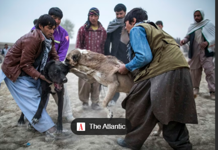 Ауғанстанда итті қорлағандар 5 айға қамалады