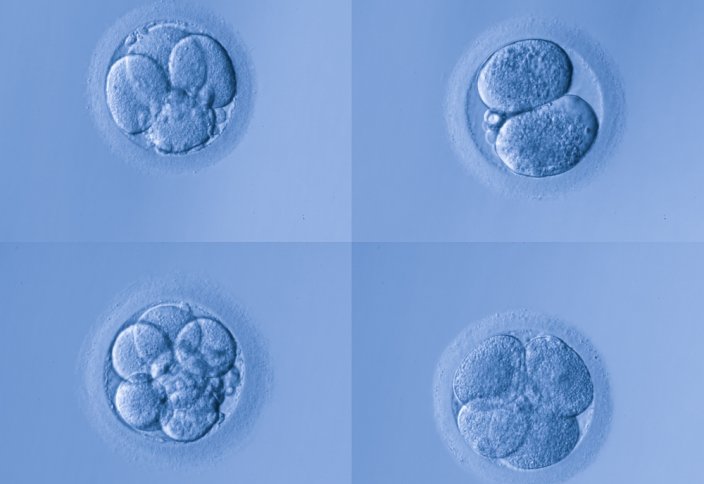 Человек или имитация: как ученые выращивают эмбрионы для экспериментов