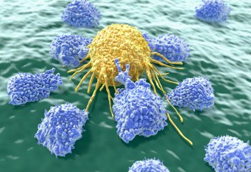 Найдено новое свойство клеток-киллеров