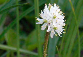Құрбанын жабысқақ шырын көмегімен өлтіретін жыртқыш өсімдік түрі табылды