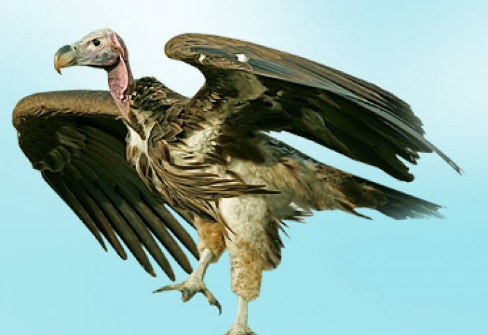 Жануарлар әлемі: Күшігендердің қомағайлығы жаға ұстатты (видео)