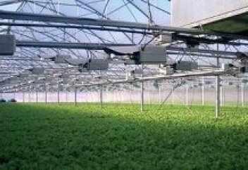 ГОЛЛАНДЦЫ ПОМОГУТ КАЗАХСТАНСКИМ ФЕРМЕРАМ НАЛАДИТЬ ТЕПЛИЧНЫЙ БИЗНЕС (ВИДЕО)