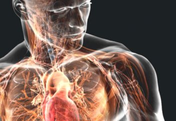 Иммундық жүйенің қысқа жадысы ұзақ ғұмыр сүруге мүмкіндік береді