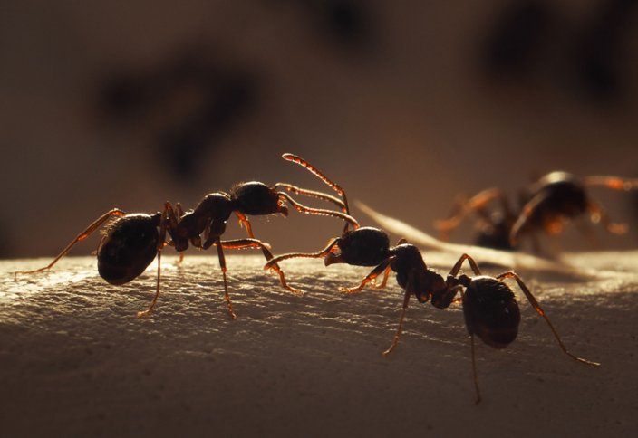 Учимся советоваться с другими… у муравьёв