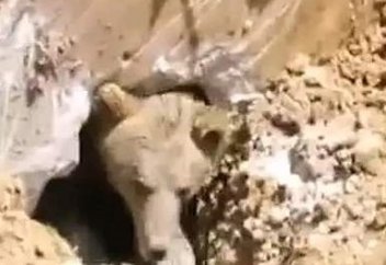 Не будите страшного турецкого медведя (ВИДЕО)