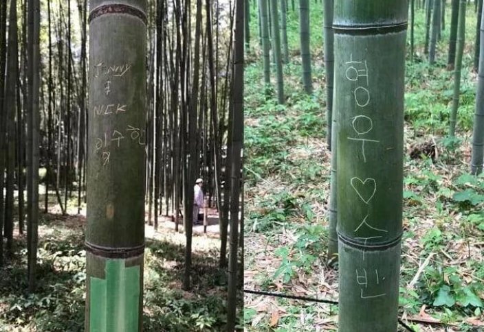 Город Киото рассматривает возможность замены бамбука, поврежденного граффити