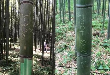 Город Киото рассматривает возможность замены бамбука, поврежденного граффити