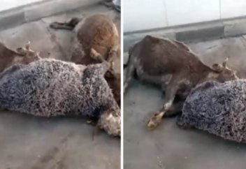 "Консервілер өліктен жасалады": Ет комбинатындағы өлі жануарлар қазақстандықтардың ашуына тиді (видео)