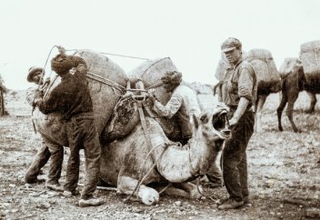 «Уходите, вы нам не нужны!»Как афганцы на верблюдах оказались в Австралии и почему их ценили не больше животных?