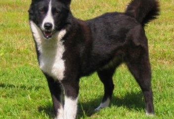 Итті жегіп алған ер кісі Семей көшесімен қыдырып жүр (видео)