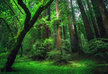 Ғалымдар Жер бетінде ағаштың қанша түрі бар екенін анықтады