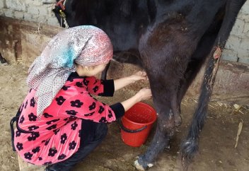 Шымкенттік келіннің шынайы өмірі (фоторепортаж)