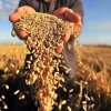 Әлем елдері жанталаса азық-түлік қорын жинап жатыр. Бұл жақсылықтың нышаны емес - сарапшылар
