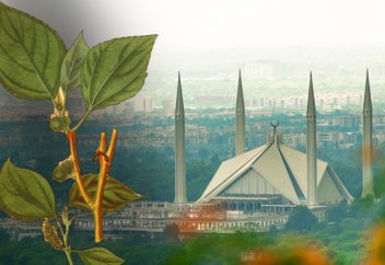 Пәкістан астанасы неге «әлемдік аллергия астанасы» атанды?