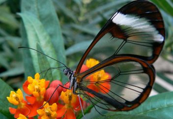 Көбелектер