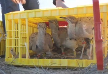 Қолда өсірілген дуадақтар ұшырылды (видео)