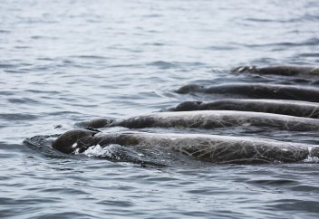 Киттің жаңа түрі табылды