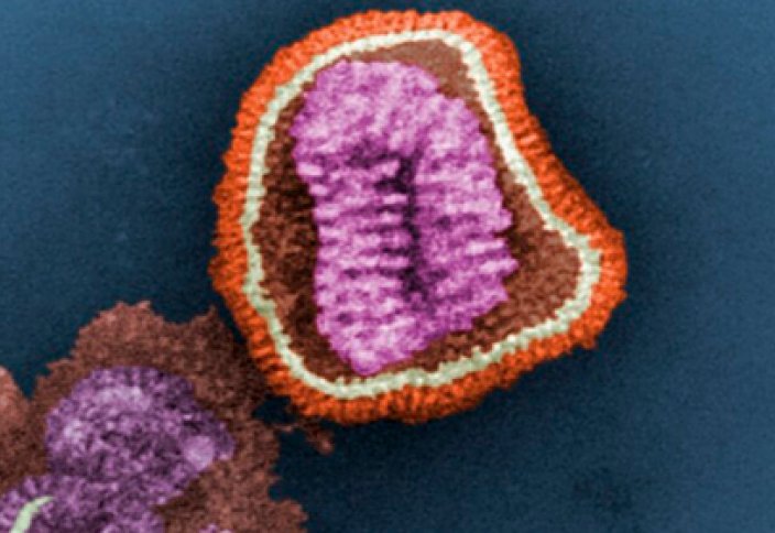 Тұңғыш рет тұмаудың барлық вирусына қарсы әмбебап екпе жасалды