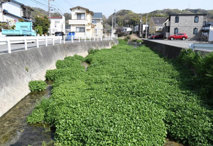 Инвазивные растения захватывают реки в префектуре Эхимэ в Японии. Это вызывает обеспокоенность по экосистеме