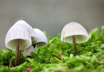 Елес тудыратын саңырауқұлақпен күйзелісті емдеуге рұқсат етті