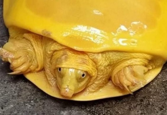 В Индии поймали удивительную ярко-желтую черепаху. Зачем браконьеры воруют яйца черепах?
