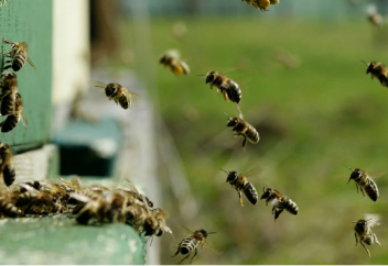 Создана первая карта пчел по всему миру. Чем грозит человечеству исчезновение пчёл?