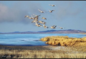 Құстар әлемі: Өте ақылды қарға (видео)