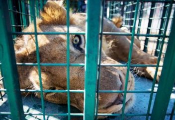 Газадағы соғыстан жарақаттанған арыстан Иорданияға жеткізілетін болды