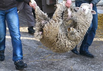 Достаточно ли для одной семьи одного принесенного в жертву животного?