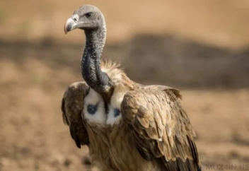 Сиырға сиынатындар еліне сиырдан қауіп төніп тұр