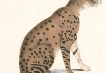 ШҰБАР МЫСЫҚТЫҢ «МИЯУЫ» НЕСІ?