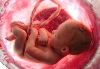 Шарананың жүрек соғысы туралы заң қабылданды