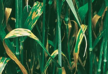 Қостанай облысында 500 мың гектар жерді септориоз ауруы жайлаған (видео)