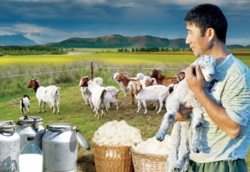 Ауыл бизнесі. Сиыр мен қойға қарағанда жылқы трендте