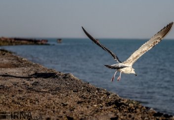 Ормуз – это среда обитания ценных видов животных (фото)